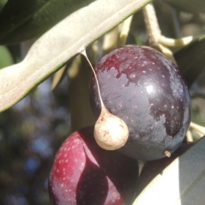 Araneae (order) (Unidentified spider) at Conder, ACT - 13 Jul 2021 by michaelb