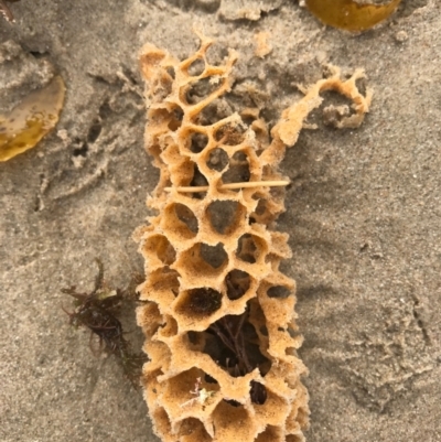 Unidentified Marine Alga & Seaweed at Evans Head, NSW - 14 Aug 2021 by AliClaw