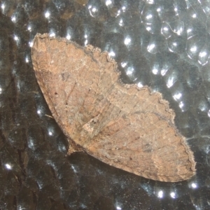 Casbia (genus) at Conder, ACT - 23 Jul 2021