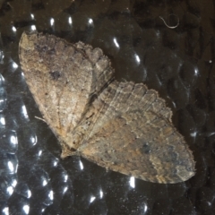 Casbia sp. (genus) at Conder, ACT - 23 Jul 2021