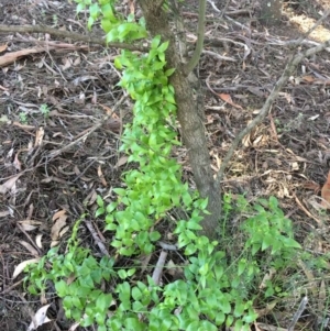 Asparagus asparagoides at O'Connor, ACT - 14 Aug 2021 08:37 AM