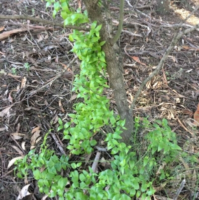 Asparagus asparagoides (Bridal Creeper, Florist's Smilax) at O'Connor, ACT - 14 Aug 2021 by RWPurdie