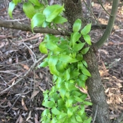 Asparagus asparagoides at O'Connor, ACT - 14 Aug 2021