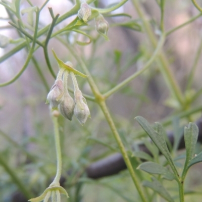 Clematis leptophylla (Small-leaf Clematis, Old Man's Beard) at Tennent, ACT - 7 Jul 2021 by michaelb