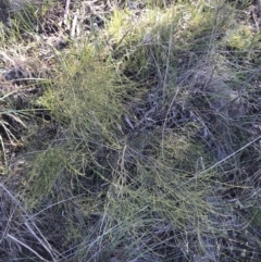 Omphacomeria acerba (Leafless Sour-bush) at Holt, ACT - 10 Aug 2021 by Tapirlord