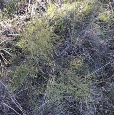 Omphacomeria acerba (Leafless Sour-bush) at Aranda Bushland - 10 Aug 2021 by Tapirlord