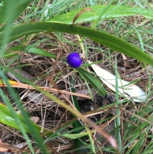 Dianella sp. at Evans Head, NSW - 15 Aug 2021 09:01 AM