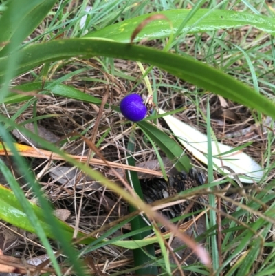 Dianella sp. (Flax Lily) at Evans Head, NSW - 15 Aug 2021 by AliClaw