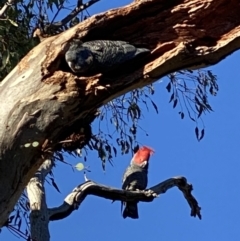 Callocephalon fimbriatum (Gang-gang Cockatoo) at GG174 - 14 Aug 2021 by KL