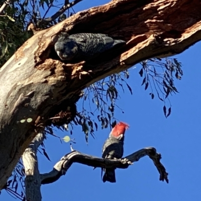 Callocephalon fimbriatum (Gang-gang Cockatoo) at Red Hill to Yarralumla Creek - 14 Aug 2021 by KL