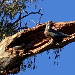 Callocephalon fimbriatum at Hughes, ACT - suppressed