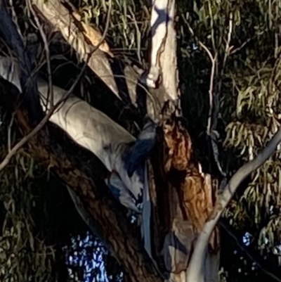 Callocephalon fimbriatum (Gang-gang Cockatoo) at Dickson Wetland Corridor - 14 Aug 2021 by rhyshardy