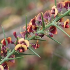 Daviesia genistifolia (Broom Bitter Pea) at Wodonga - 15 Aug 2021 by Kyliegw