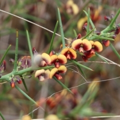 Daviesia genistifolia at Wodonga, VIC - 15 Aug 2021 10:19 AM