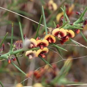 Daviesia genistifolia at Wodonga, VIC - 15 Aug 2021 10:19 AM