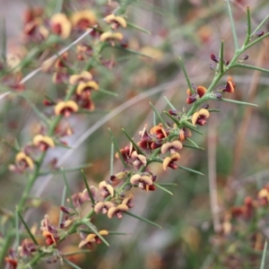 Daviesia genistifolia at Wodonga, VIC - 15 Aug 2021 10:19 AM