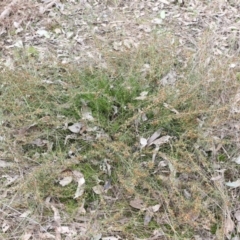 Daviesia genistifolia at Wodonga, VIC - 15 Aug 2021 10:19 AM