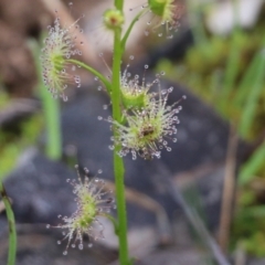 Drosera sp. (A Sundew) at Wodonga, VIC - 15 Aug 2021 by KylieWaldon