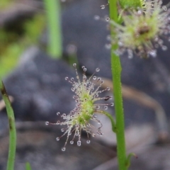 Drosera sp. at Wodonga, VIC - 15 Aug 2021