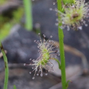 Drosera sp. at Wodonga, VIC - 15 Aug 2021 09:38 AM