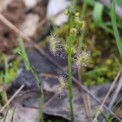 Drosera sp. at Wodonga, VIC - 15 Aug 2021 09:38 AM