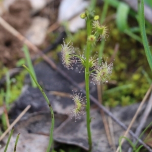 Drosera sp. at Wodonga, VIC - 15 Aug 2021