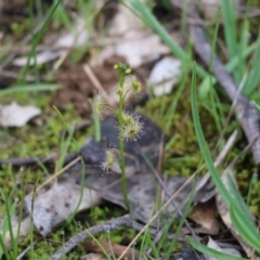 Drosera sp. at Wodonga, VIC - 15 Aug 2021