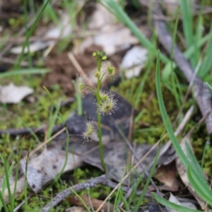 Drosera sp. at Wodonga, VIC - 15 Aug 2021 09:38 AM