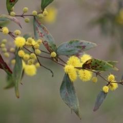 Acacia verniciflua (Varnish Wattle) at Wodonga - 14 Aug 2021 by Kyliegw