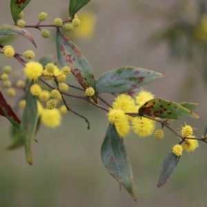 Acacia verniciflua at Wodonga, VIC - 15 Aug 2021 09:36 AM