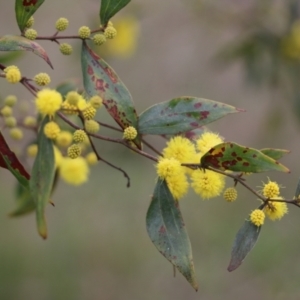 Acacia verniciflua at Wodonga, VIC - 15 Aug 2021