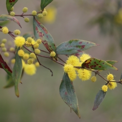 Acacia verniciflua (Varnish Wattle) at Jack Perry Reserve - 14 Aug 2021 by Kyliegw