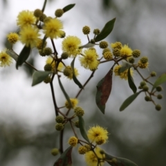 Acacia verniciflua at Wodonga, VIC - 15 Aug 2021