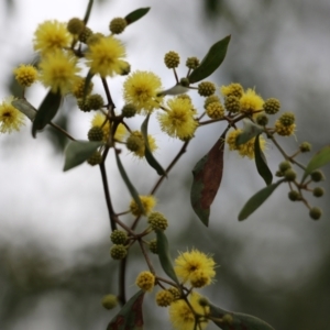 Acacia verniciflua at Wodonga, VIC - 15 Aug 2021