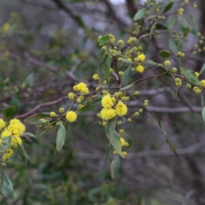 Acacia verniciflua at Wodonga, VIC - 15 Aug 2021