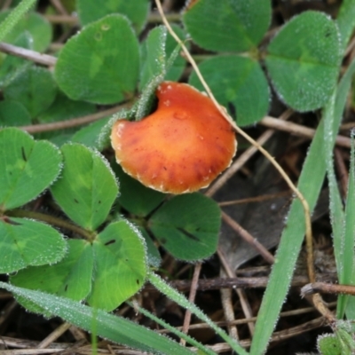 Unidentified Cap on a stem; gills below cap [mushrooms or mushroom-like] at Jack Perry Reserve - 14 Aug 2021 by Kyliegw