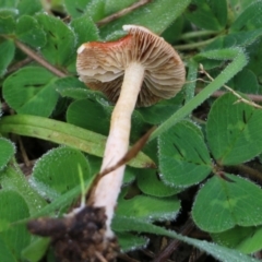Leratiomyces ceres at Wodonga, VIC - 15 Aug 2021 09:35 AM