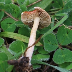 Leratiomyces ceres at Wodonga, VIC - 15 Aug 2021 09:35 AM