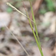 Setaria parviflora (Slender Pigeon Grass) at Wodonga - 15 Aug 2021 by KylieWaldon