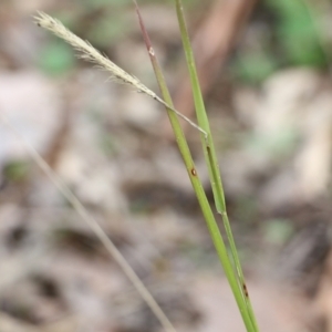 Setaria parviflora at Wodonga, VIC - 15 Aug 2021 10:12 AM