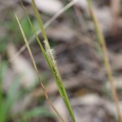 Setaria parviflora at Wodonga, VIC - 15 Aug 2021