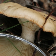 Unidentified Cap on a stem; gills below cap [mushrooms or mushroom-like] at Wodonga, VIC - 15 Aug 2021 by Kyliegw