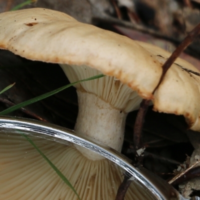 Unidentified Cap on a stem; gills below cap [mushrooms or mushroom-like] at Wodonga, VIC - 15 Aug 2021 by Kyliegw