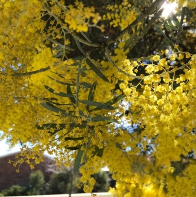Acacia kettlewelliae (Buffalo Wattle) at Palmerston, ACT - 15 Aug 2021 by walter