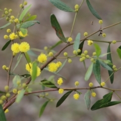 Acacia verniciflua (Varnish Wattle) at Jack Perry Reserve - 15 Aug 2021 by Kyliegw