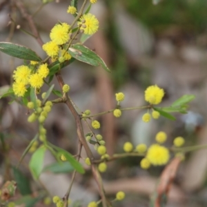 Acacia verniciflua at Wodonga, VIC - 15 Aug 2021 10:24 AM