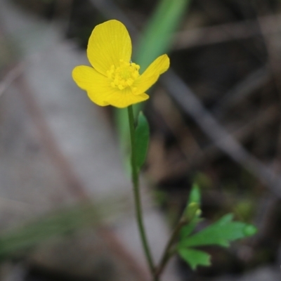 Ranunculus lappaceus (Australian Buttercup) at Wodonga - 14 Aug 2021 by Kyliegw