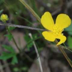 Ranunculus lappaceus at Wodonga, VIC - 15 Aug 2021