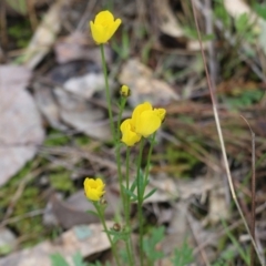 Ranunculus lappaceus at Wodonga, VIC - 15 Aug 2021