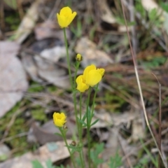 Ranunculus lappaceus at Wodonga, VIC - 15 Aug 2021 09:38 AM